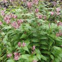 Tricyrtis latifolia
